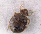 Pest control - bedbugs exterminated