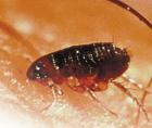 Pest control - fleas