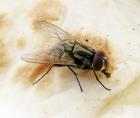 Pest control - house flies and other flying insects 