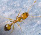 Ant control services